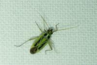 Stenotus binotatus