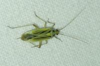 Stenotus binotatus