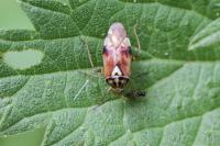 Lygus pratensis
