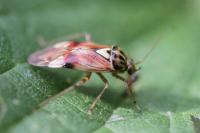 Lygus pratensis