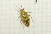 Lygus pratensis