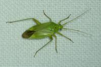 Closterotomus norwegicus