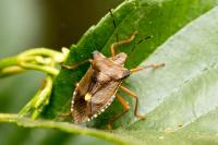 Pentatoma rufipes