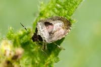 Stagonomus venustissimus