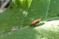 Aphrodes