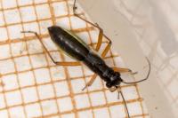 Pithanus maerkelii