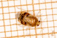 Deraeocoris lutescens