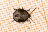 Piezodorus lituratus