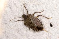Halyomorpha halys