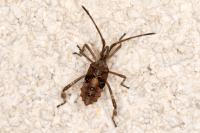 Leptoglossus occidentalis