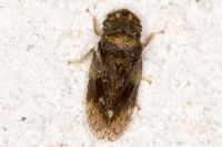 Ledra aurita