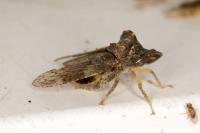 Ledra aurita