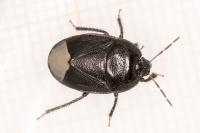 Sehirus morio