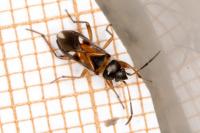 Raglius alboacuminatus