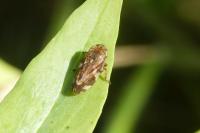 Philaenus spumarius