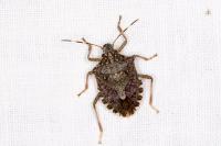 Halyomorpha halys