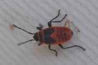 Pyrrhocoris apterus