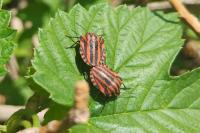 Graphosoma italicum