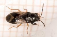 Megalonotus praetextatus