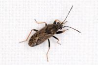 Peritrechus gracilicornis