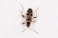 Beosus maritimus