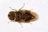Ledra aurita