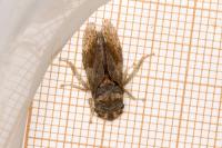 Ledra aurita