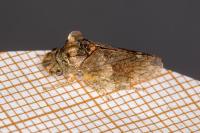 Ledra aurita