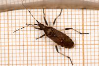 Dicranocephalus agilis
