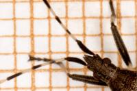 Dicranocephalus agilis