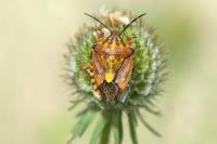 Carpocoris purpureipennis