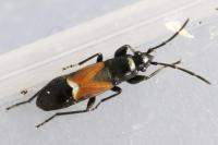 Pterotmetus staphyliniformis
