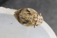 Lepyronia coleoptrata