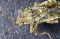 Stictopleurus punctatonervosus