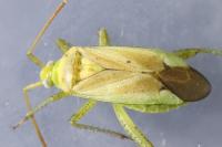 Adelphocoris lineolatus