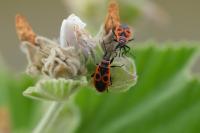 Pyrrhocoris apterus