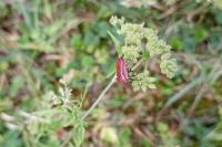 Graphosoma italicum