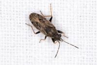Peritrechus gracilicornis