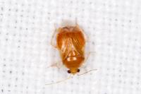 Deraeocoris lutescens