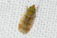 Japananus hyalinus