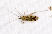 Phytocoris tiliae