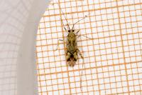 Phytocoris tiliae