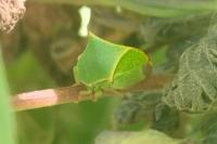 Stictocephala alta