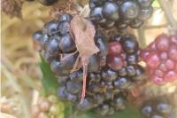 Coreus marginatus