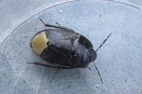 Sehirus morio
