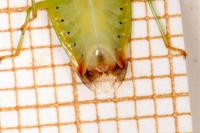 Elasmostethus minor