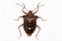 Pentatoma rufipes