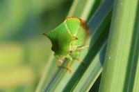 Stictocephala alta