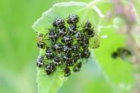 Nezara viridula