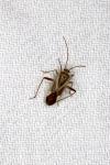 Adelphocoris lineolatus